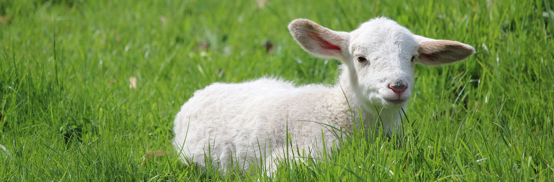 DK英文绘本See How They Grow:Lamb（看小动物成长系列之羔羊）下载